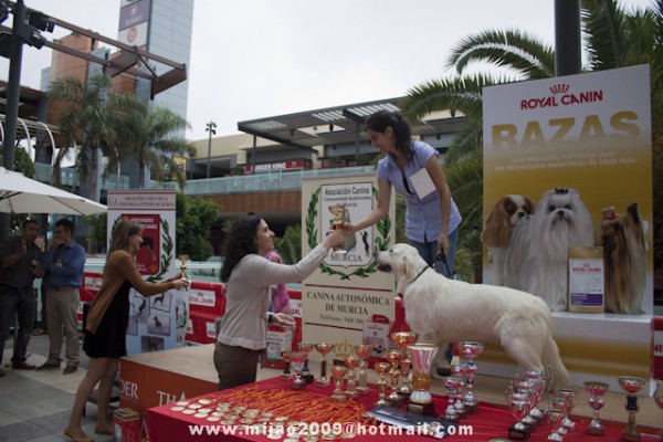 Aqu&iacute; est&aacute; Arena que gan&oacute; el "BIS" en la exposici&oacute;n del Thader 2010