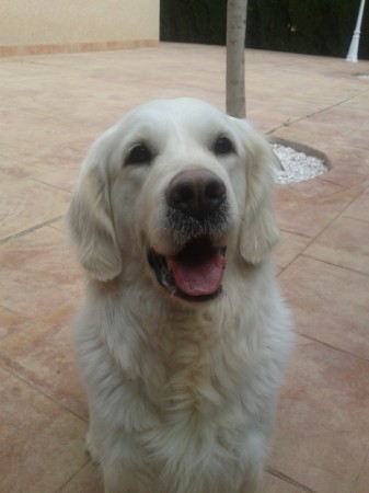 "ARENA de frente" "ARENA de frente"