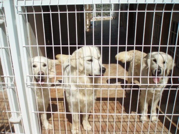 Gustavo y compa&ntilde;ia