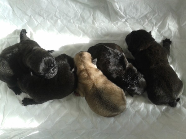 Carlinos con 3 dias Carlinos con 3 dias