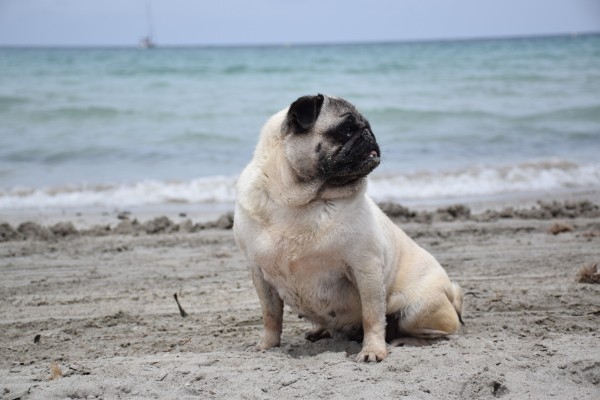 Mini Megi en la Manga 2