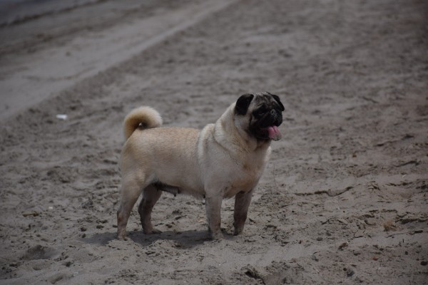 Mini Megi en la Manga