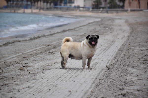 Mini Megi en la Manga 4