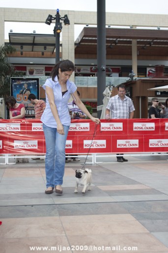 Esta es "Mini Meggi compitiendo en clase cahorros con 5 meses