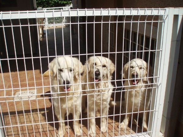 Tr&iacute;o de Golden