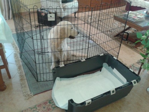 La madre antes del parto La madre antes del parto